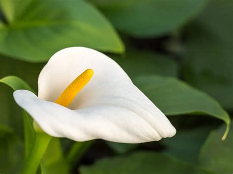 calla tatuaggio significato|Il simbolismo e il significato culturale dei fiori di Calla